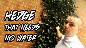 Introducing THE WATER-LESS PLANT !!  We Put up IVY Expandable Trellis Hedges by NATURAE Decor